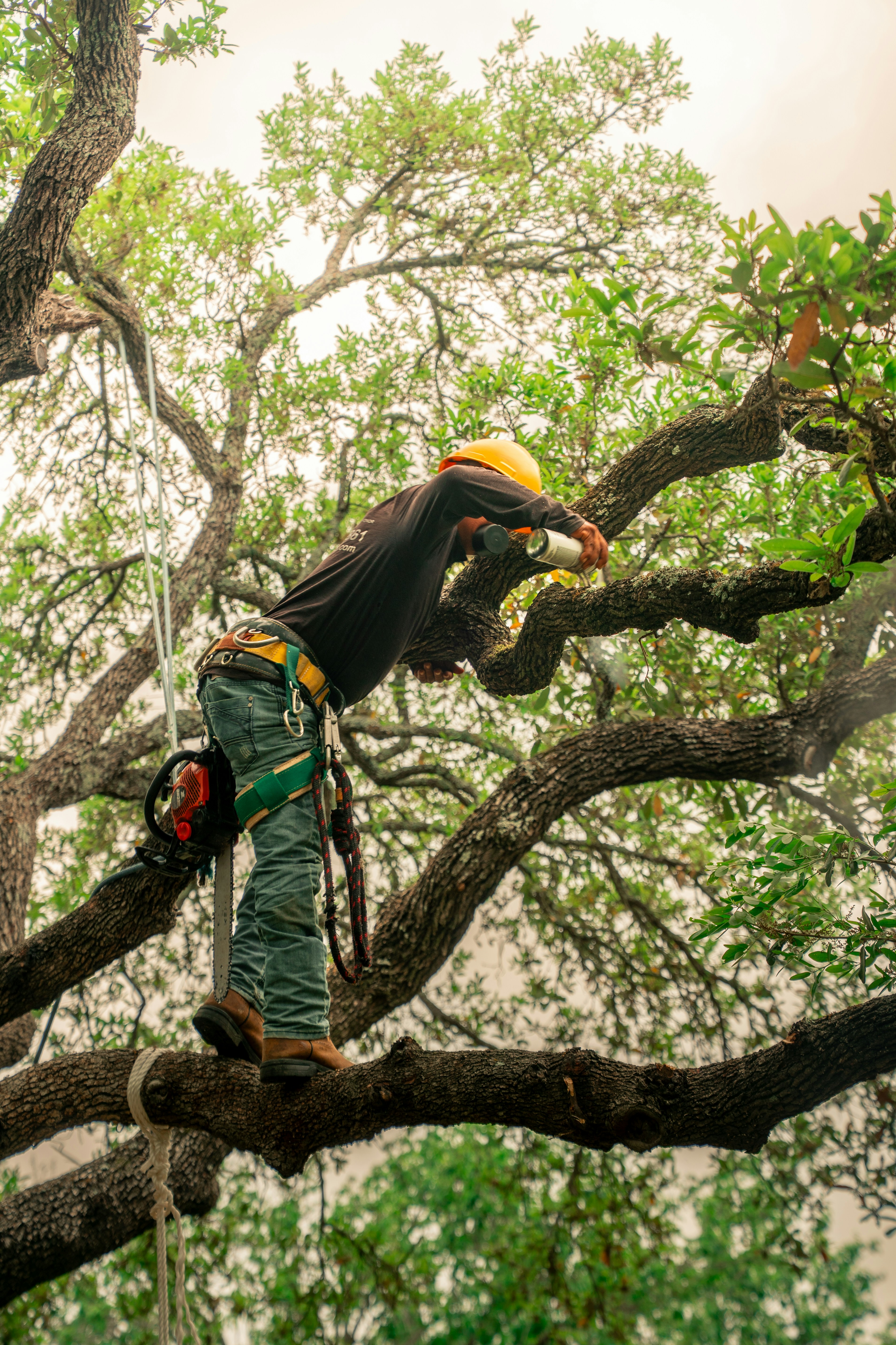 Arborist safely pruning a mature tree